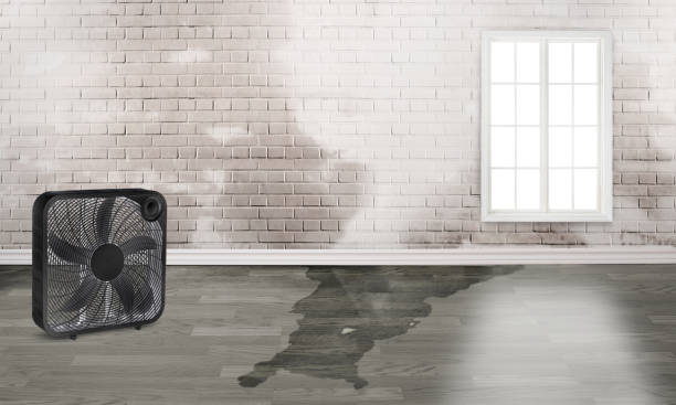 Best 24/7 water damage repair  in Ashland, AL